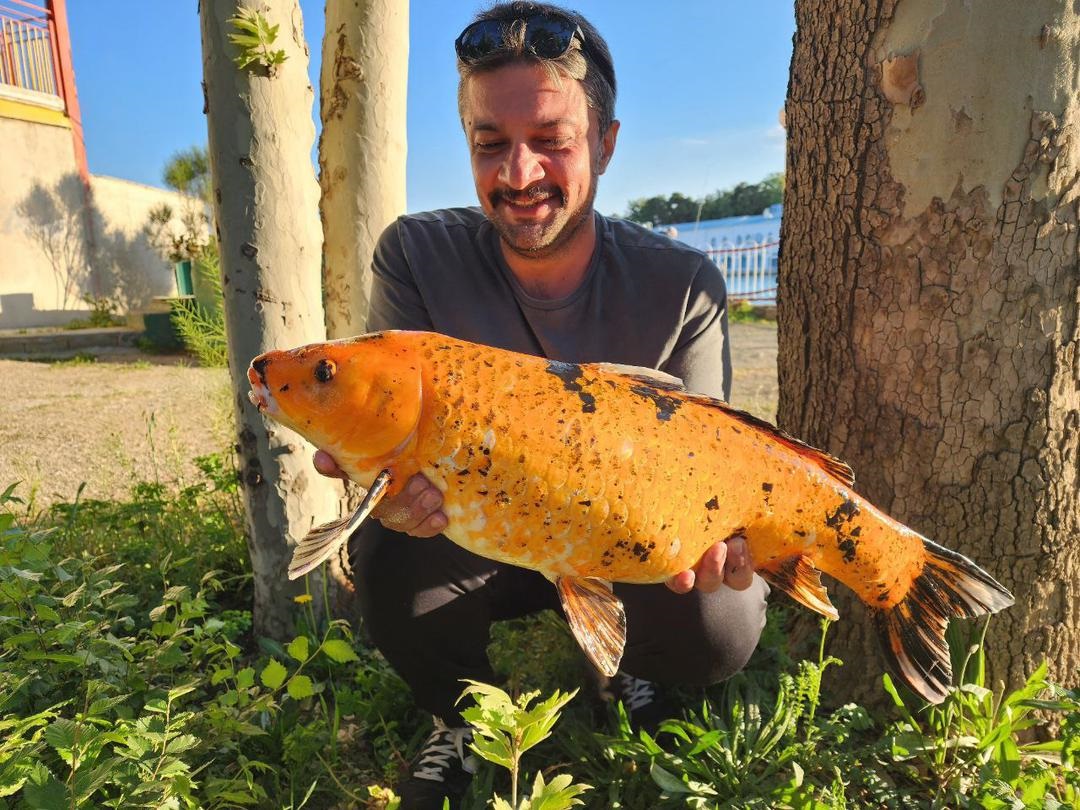 گالری عکس ماهیگیری کپور امید صدر