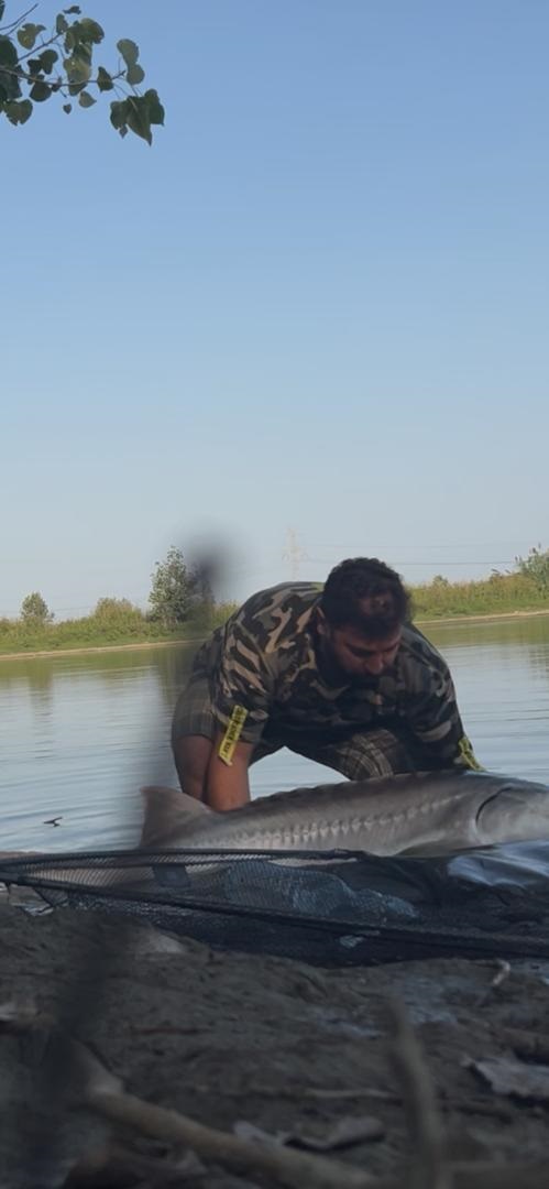 گالری عکس ماهیگیری کپور امید صدر