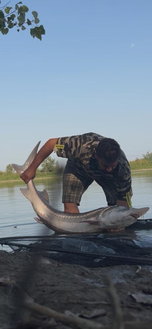 گالری عکس ماهیگیری کپور امید صدر